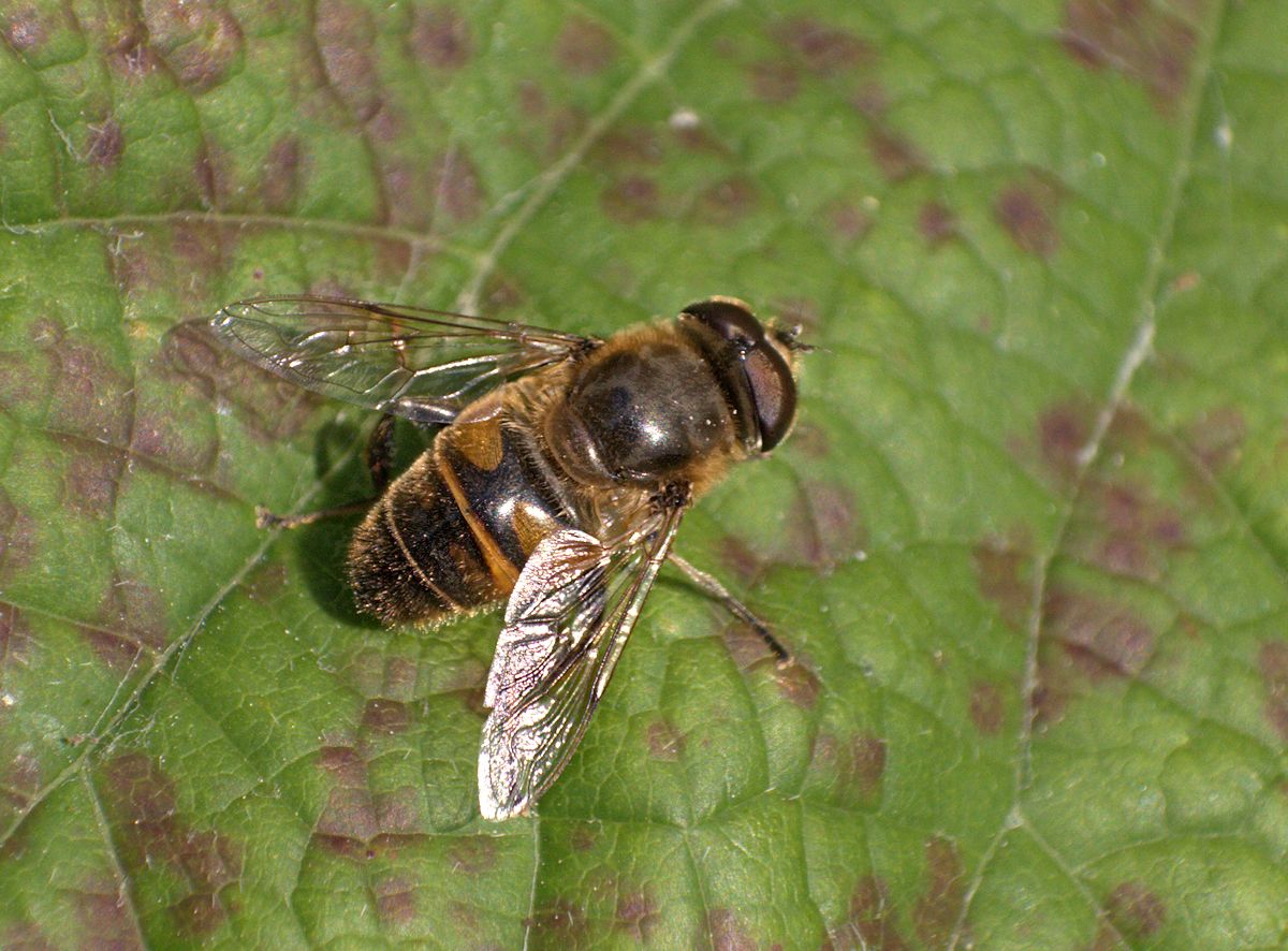 Eristalis tenax ?